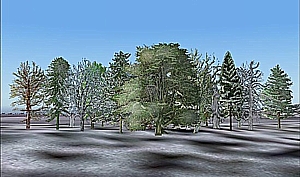 winter.jpg